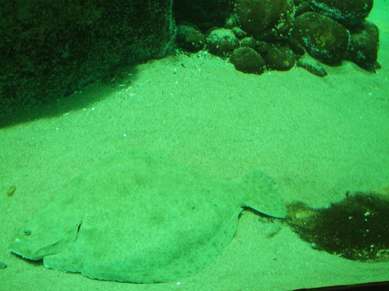 Sofia i  Oceaniariet 016.jpg